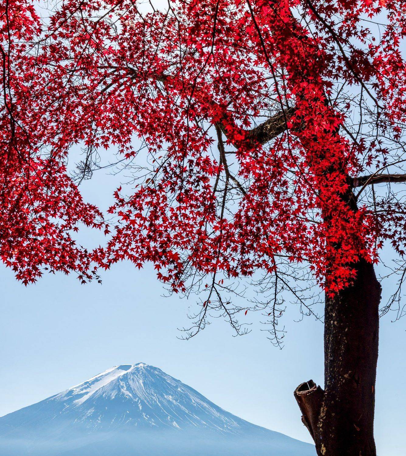 япония, фудзи, красный клен, Исаков Дмитрий