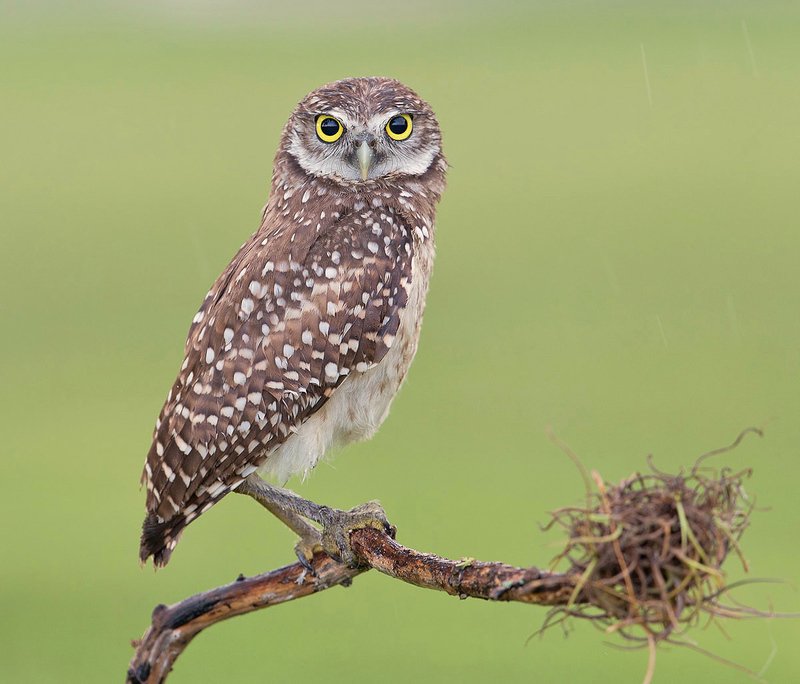 кроличий сыч, florida,burrowing owl, owl, флорида,сыч Cыч - Burrowing Owl фото превью