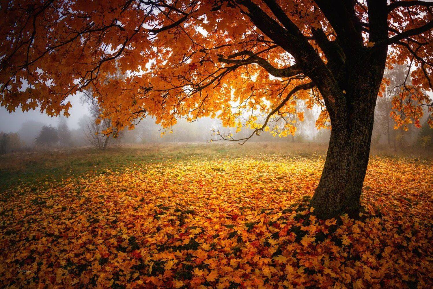 Беларусь, Серж Домбровский