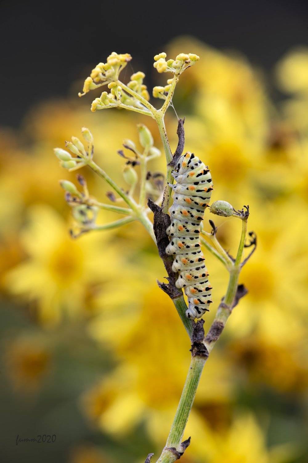 , Игорь ФУММ