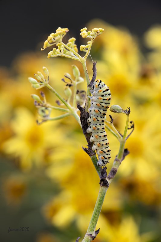ДЕВЯСИЛ ЦВЕТЕТ В ОКТЯБРЕ фото превью