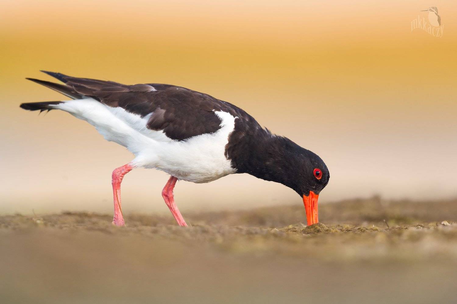 , Marcin Kaczmarkiewicz