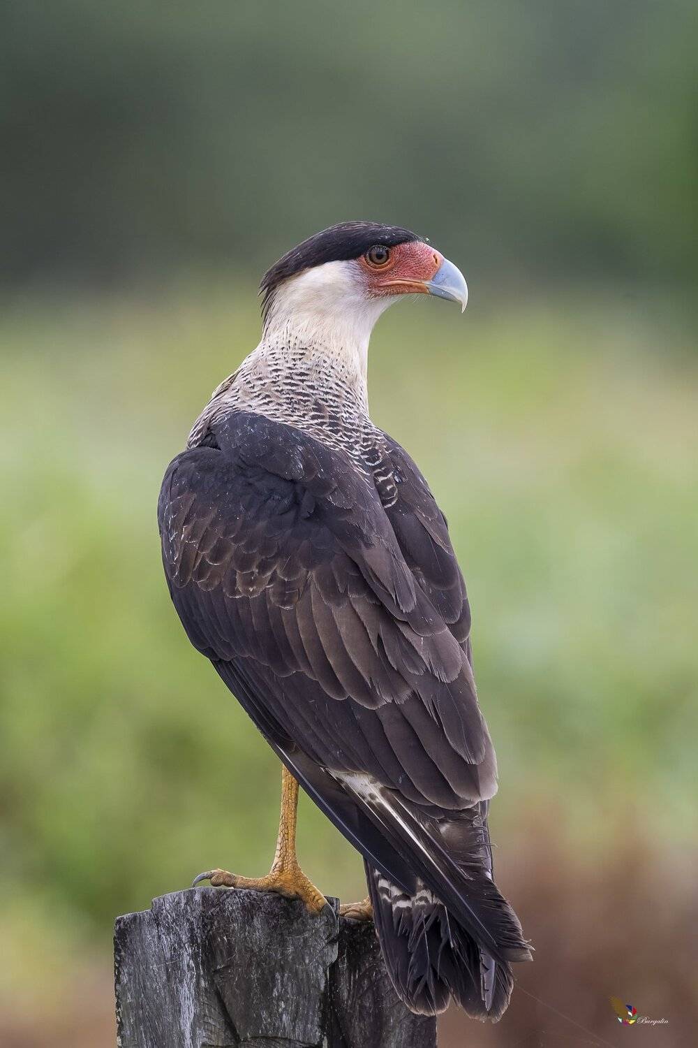 , Fernando Burgalin Sequeira