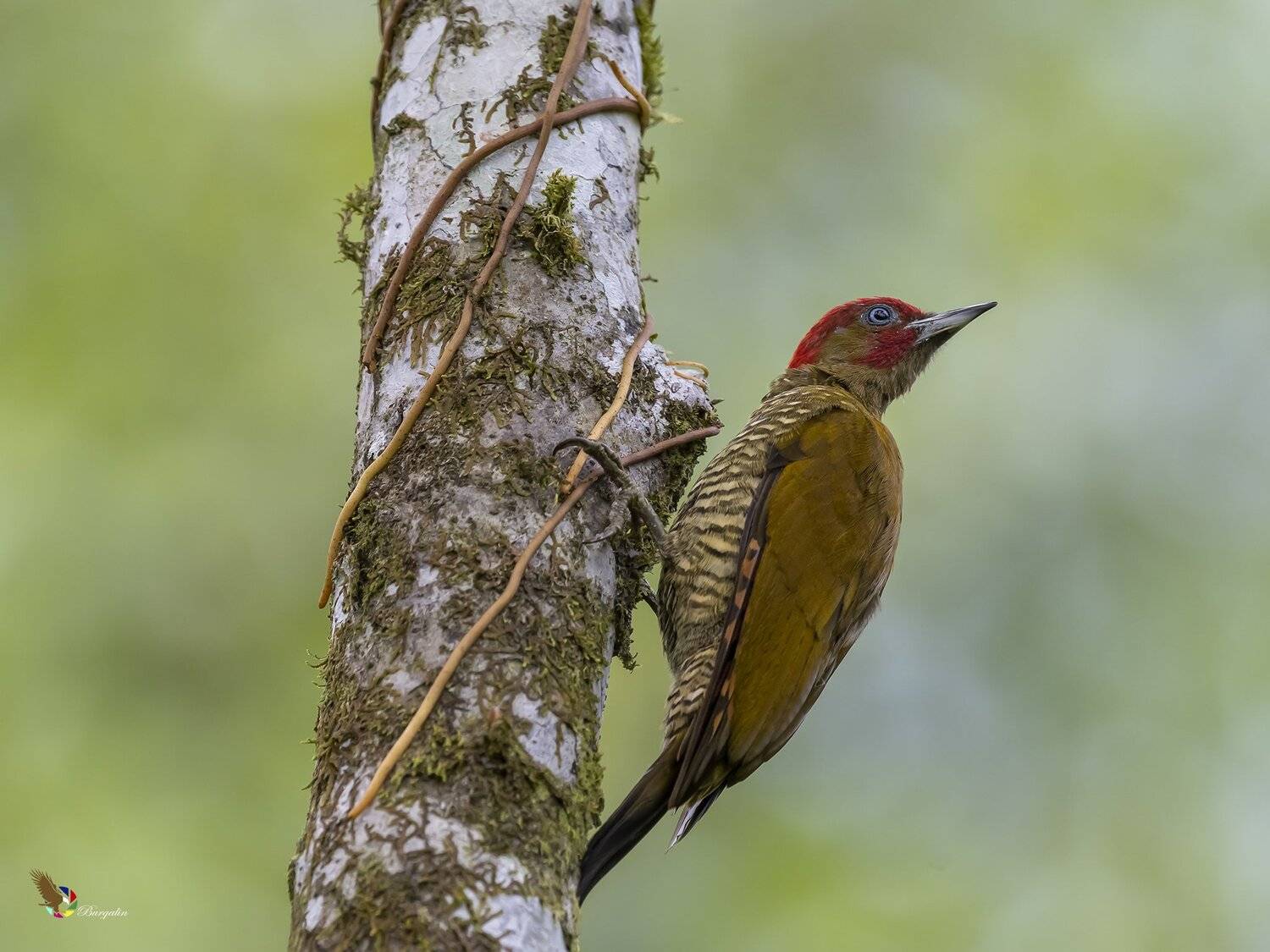 , Fernando Burgalin Sequeira