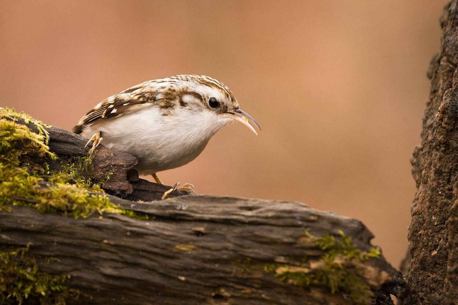 , Robert Adamec