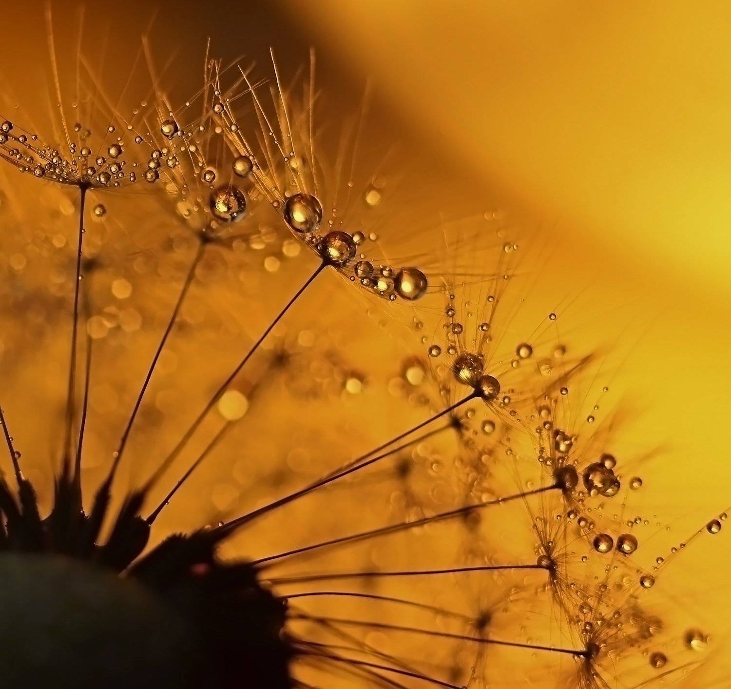 макро, капли, вода, волшебство, макро мир, макрофотография, россия,, Эля Draw