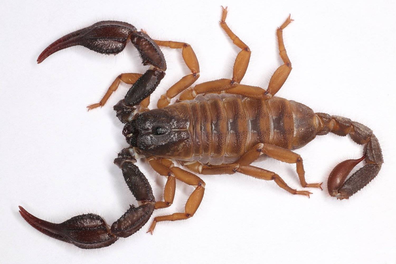 скорпион, Александр Зорин