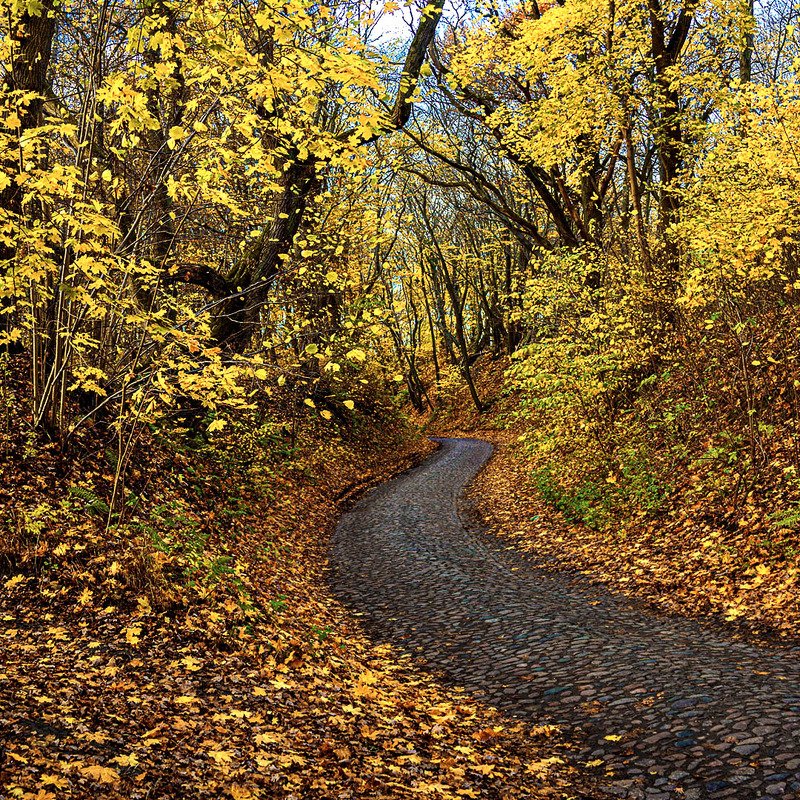 Осенняя дорога фото превью