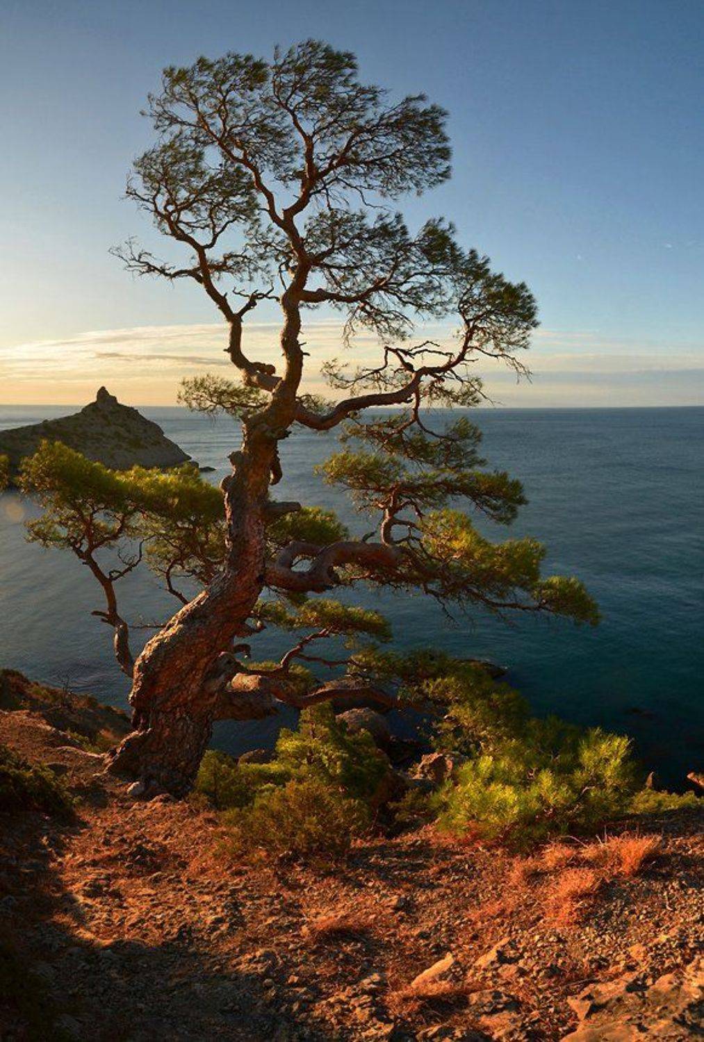 , Владимир Метцгер