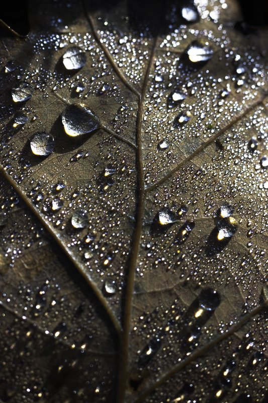 After the rain фото превью