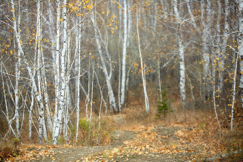 южный урал,оренбургская область, орск, новотроицк,башкирия, башкиртостан Воздух в лесу! фото превью