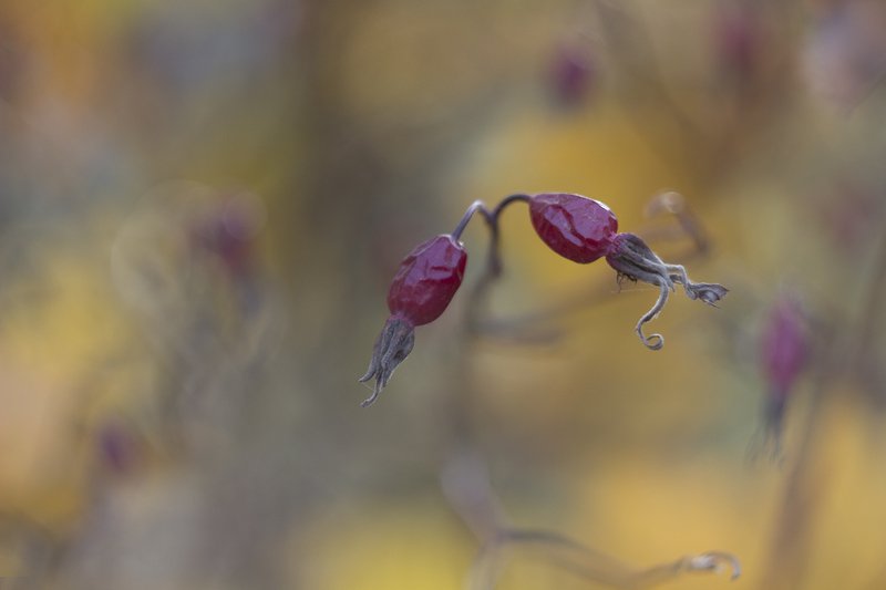 шиповник,ягоды  фото превью