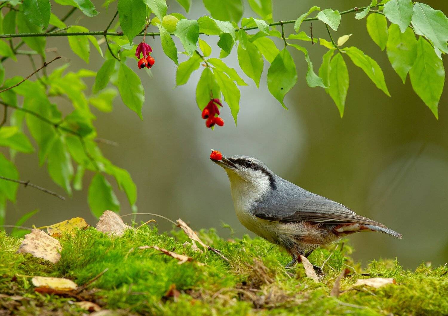 птицы,природа, осень, Андрей Киселёв
