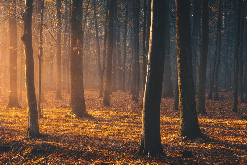 Light in forest фото превью