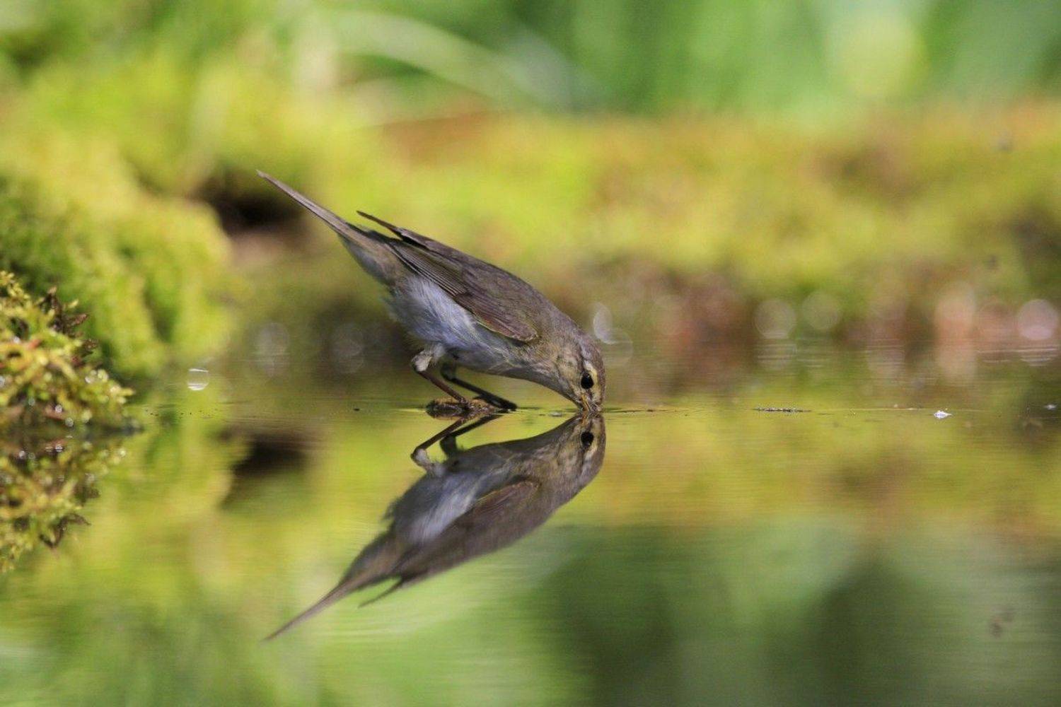 , Елена Куликова