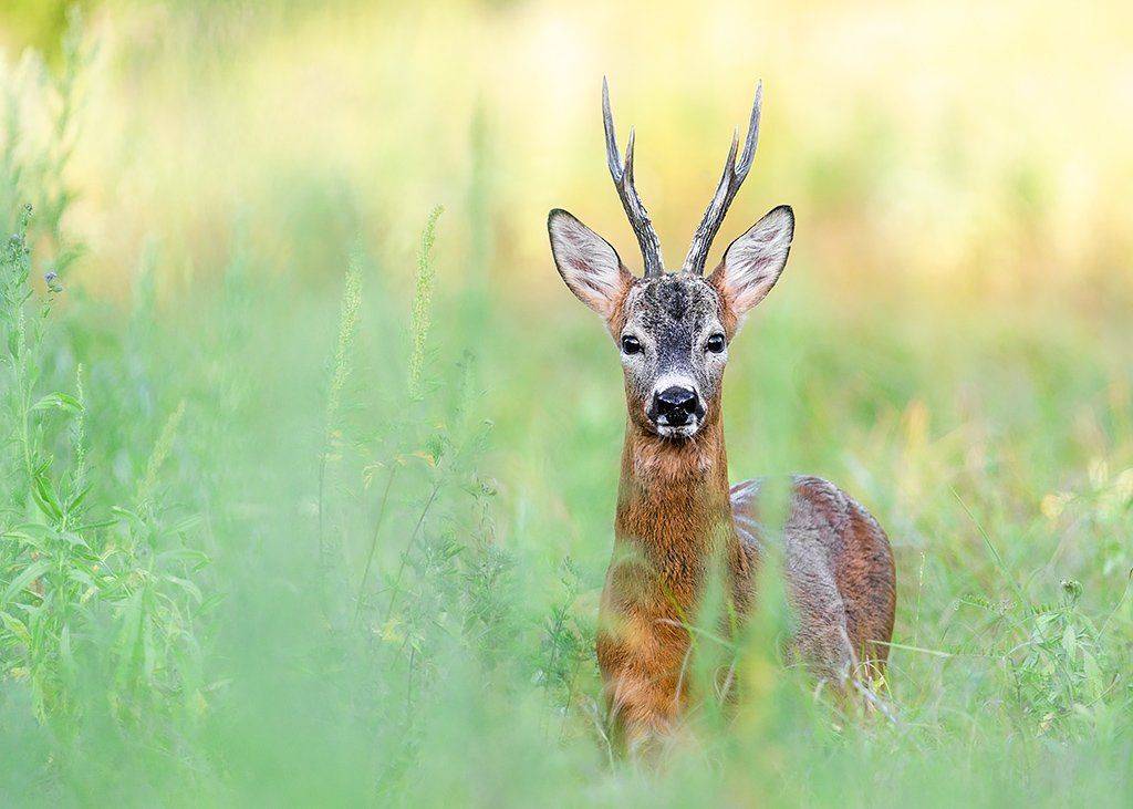 , Сергей Савви