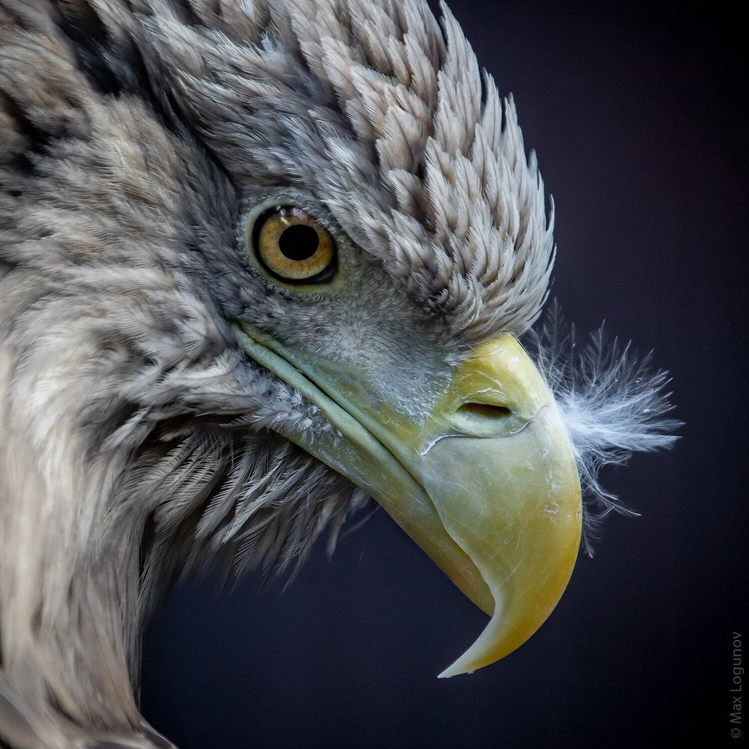 орел, Логунов Максим