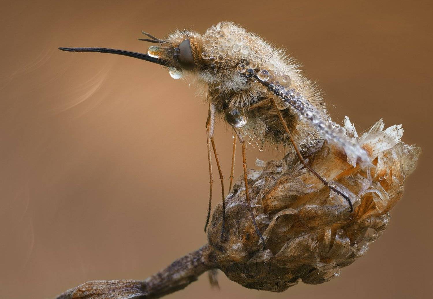 , Кузнецов Дмитрий
