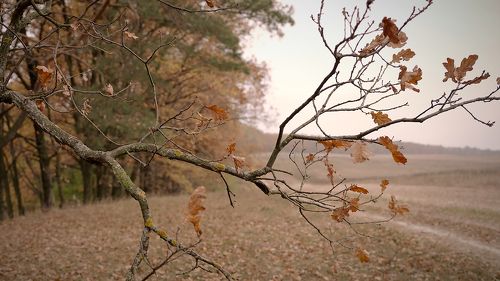 Autumn