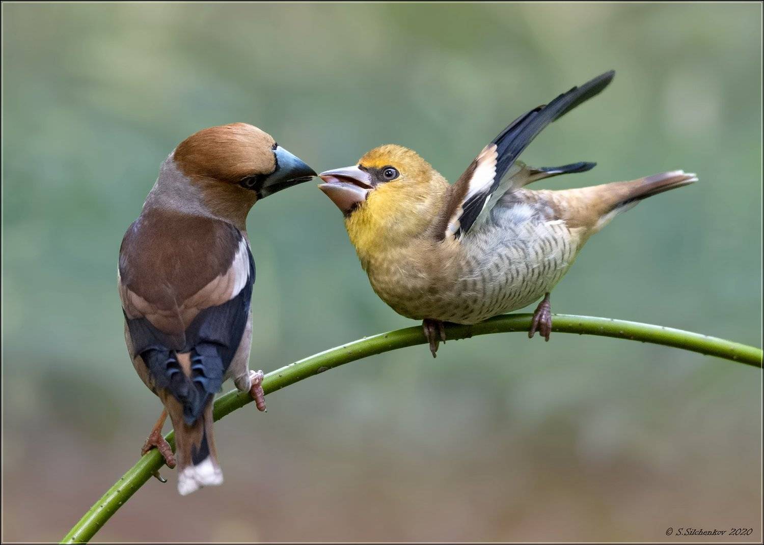 дубонос, Сергей Сильченков