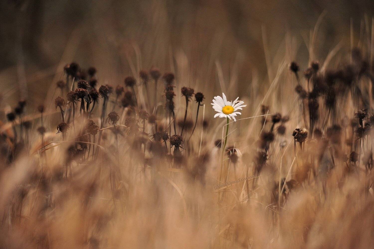 осень, природа, пейзаж, ромашки, цветок, поле,, Юрий Яковлев