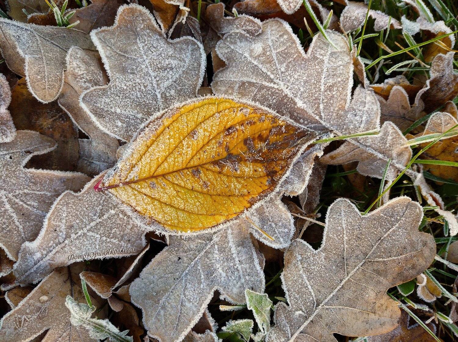 пейзаж, природа, листья, снег, мороз,, Юрий Яковлев