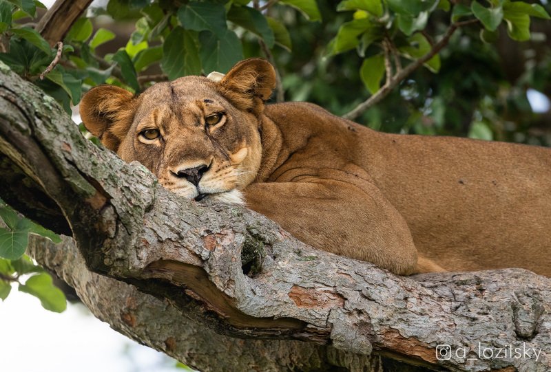 *** фото превью