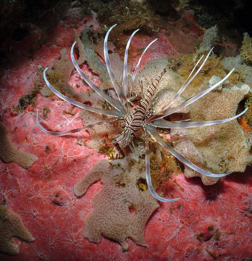 , Андрей Савин