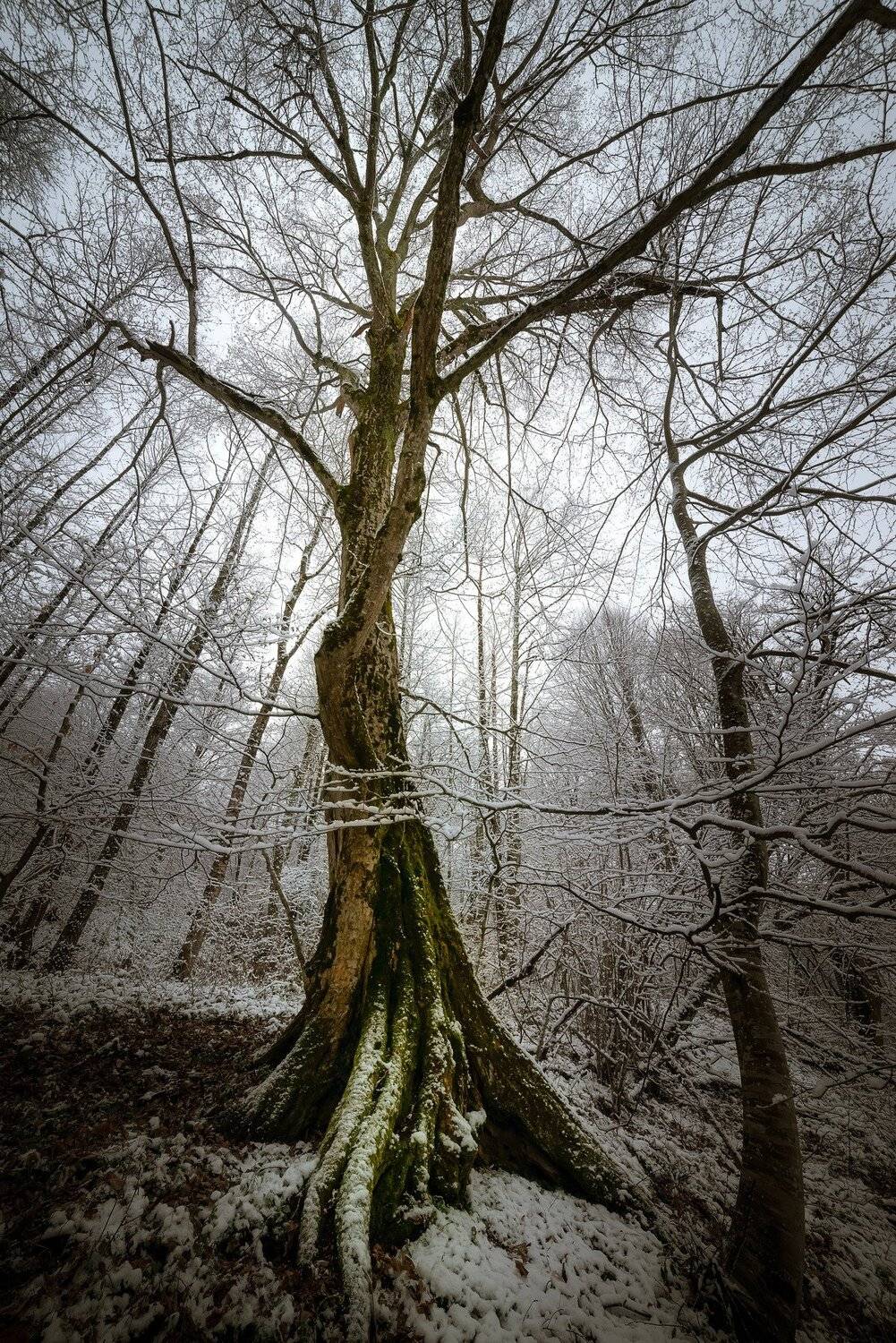 , Александр Орнатский