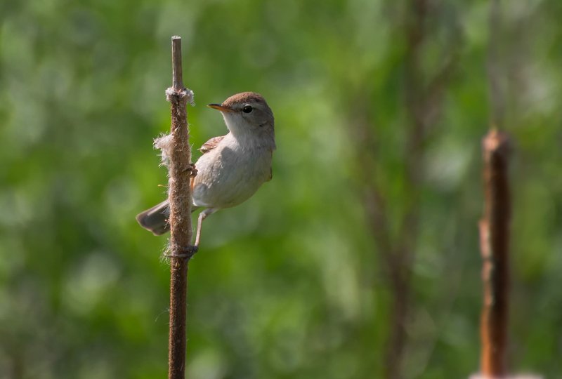 птица, камышовка, северная бормотушка.. фото превью