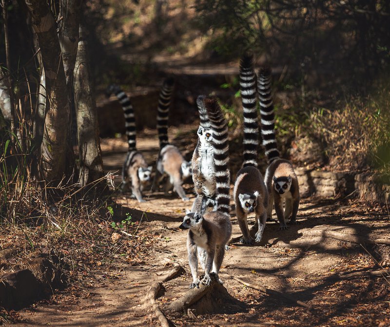 #lemur #лемур #мадагаскар #остров #животные #кошачийлемур #африка Кошачьи лемуры Мадагаскар фото превью