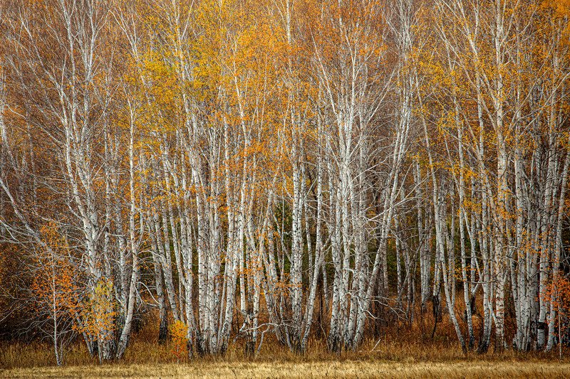 башкирия, южный урал орск новотроицк Стояли стройными Рядами фото превью