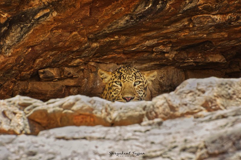 #indianwildlife, #wildlife #animals #nationalparks #leopards The Caveman фото превью