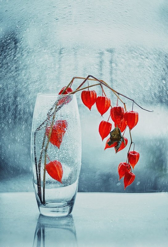 Физалис фото превью