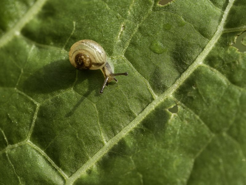 Green фото превью