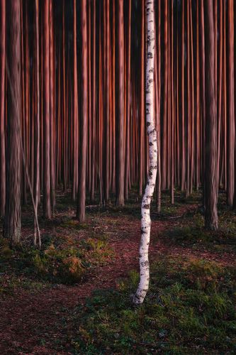 Свой среди чужих