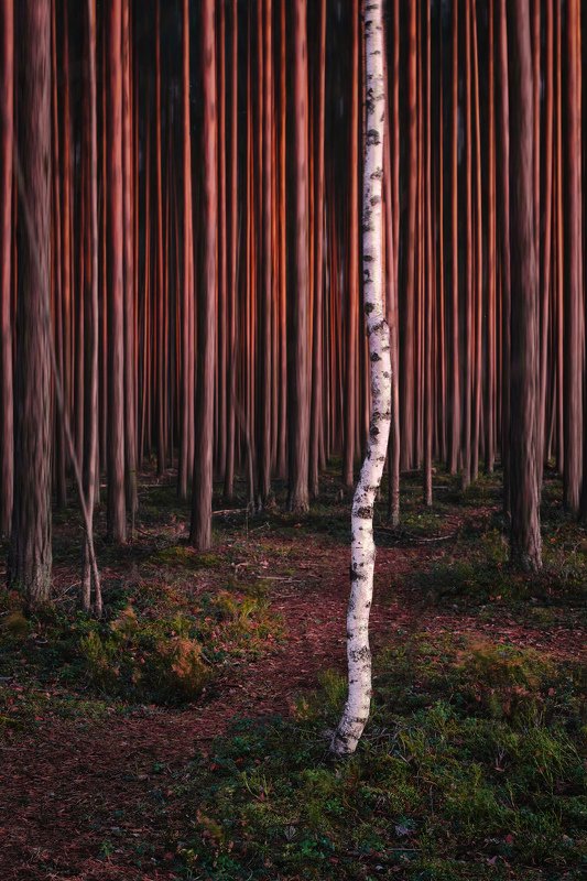 лес, закат, сосны, берёза, fujifilm Свой среди чужих фото превью