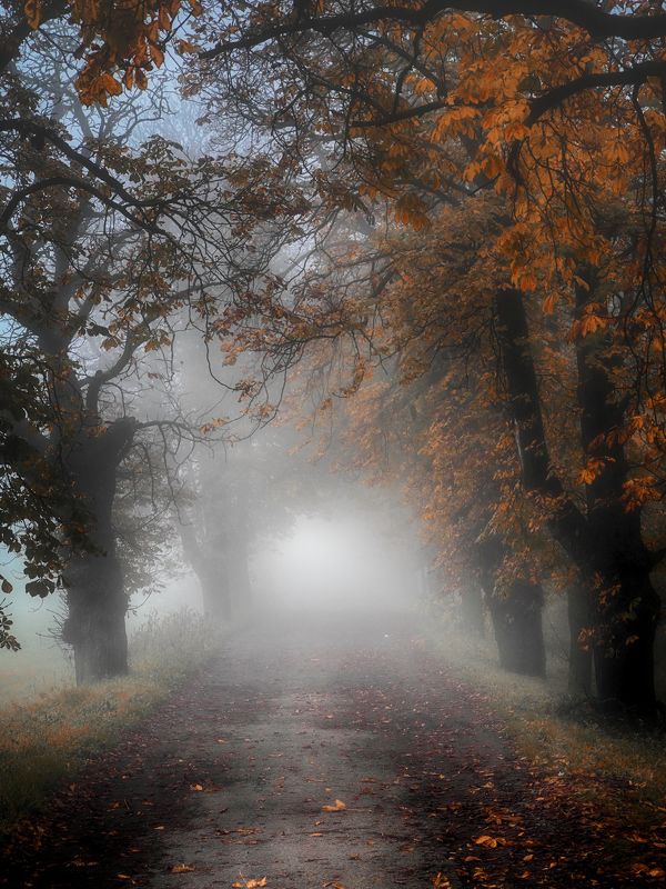 Misty path фото превью