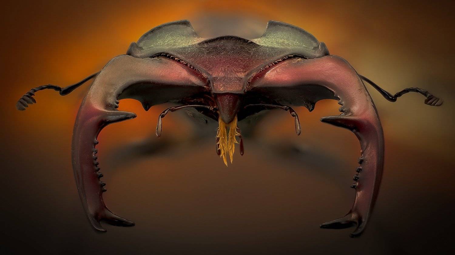 lucanus cervus, жук олень, Eugenijus Kavaliauskas