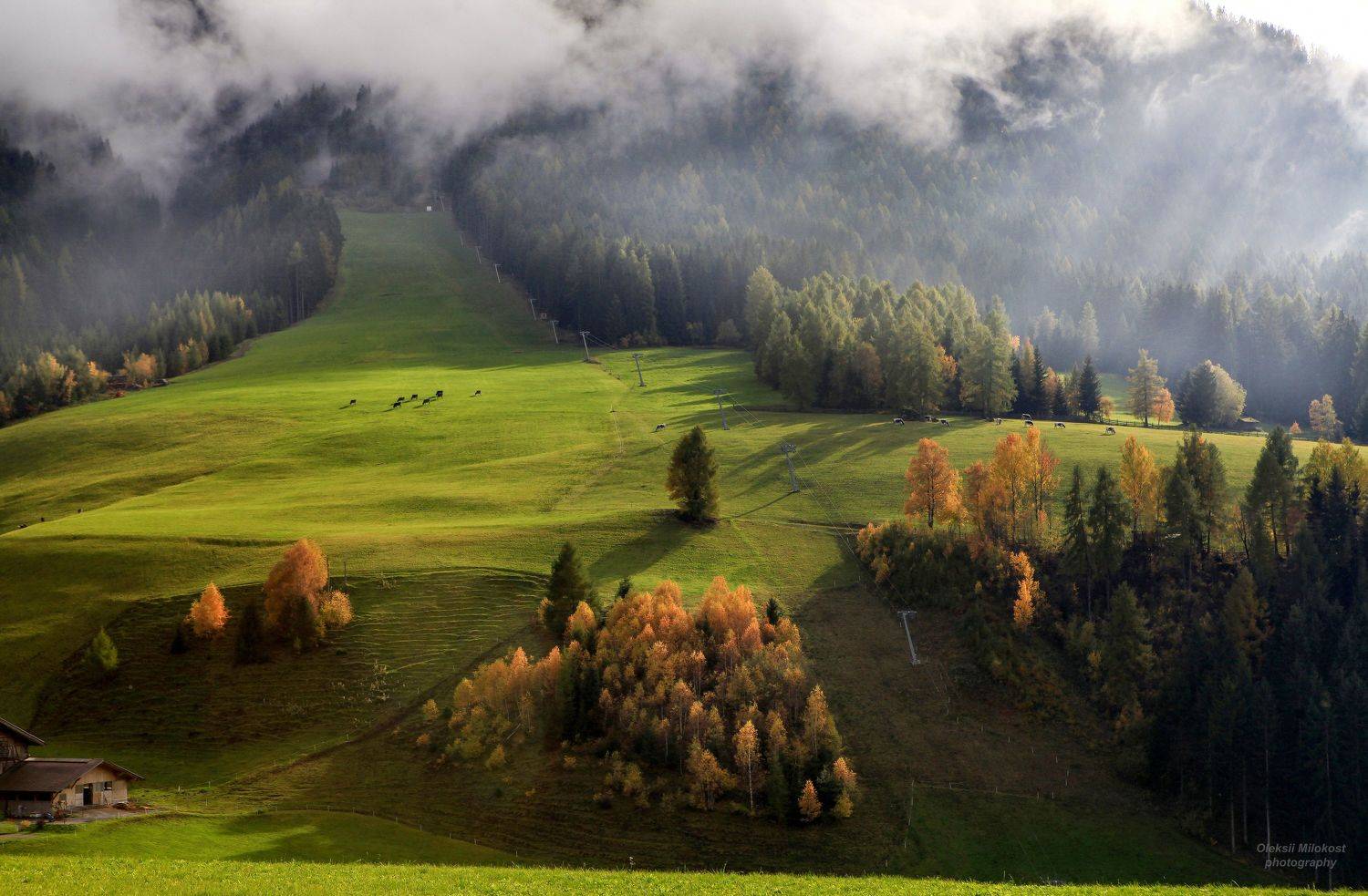 , Милокост Алексей