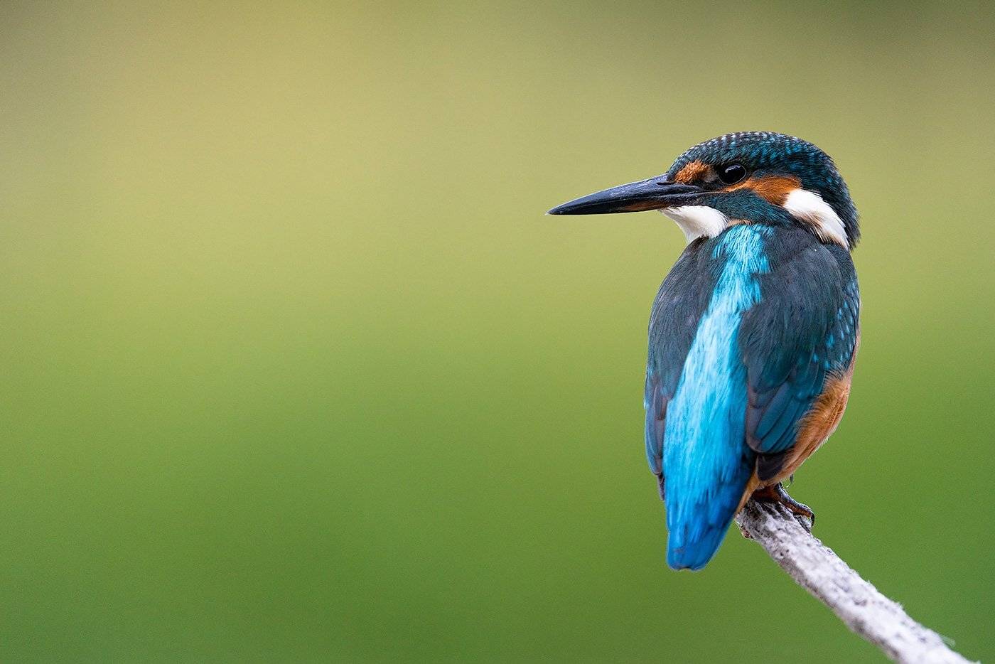 , Сергей Савви