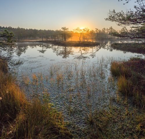 Утро на болоте