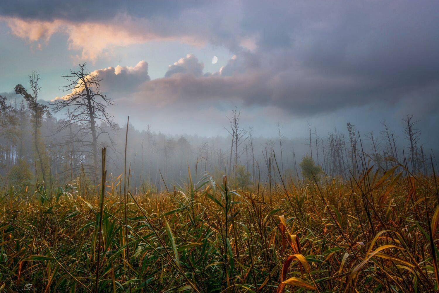 moczary, nikon, krajobraz, natura, drzewa, światło, księżyc, chmury, niebo, jesień, atmosfera, mgła, bagna, las, Krzysztof Tollas