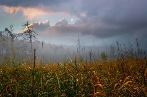 Mysterious swamps in the fog