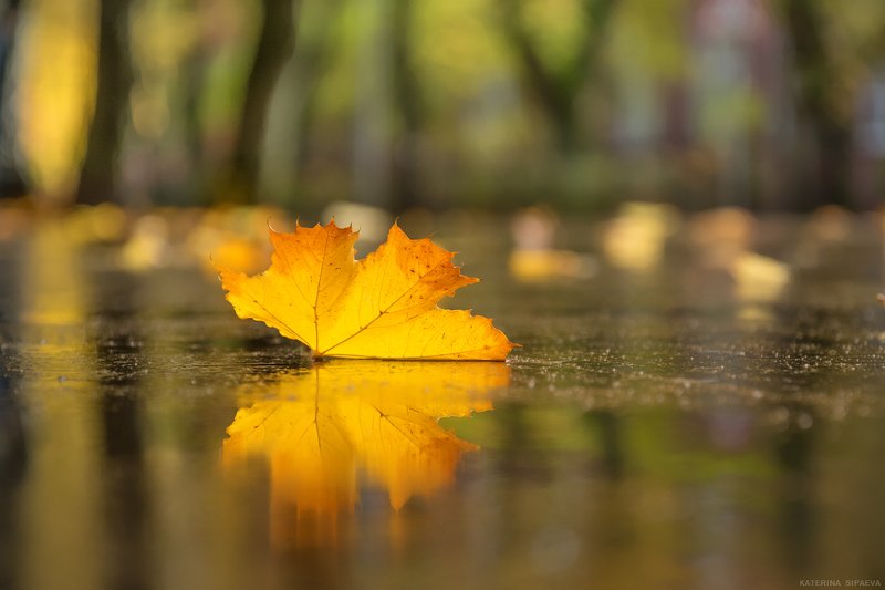 природа, осень Бабочка-осень фото превью