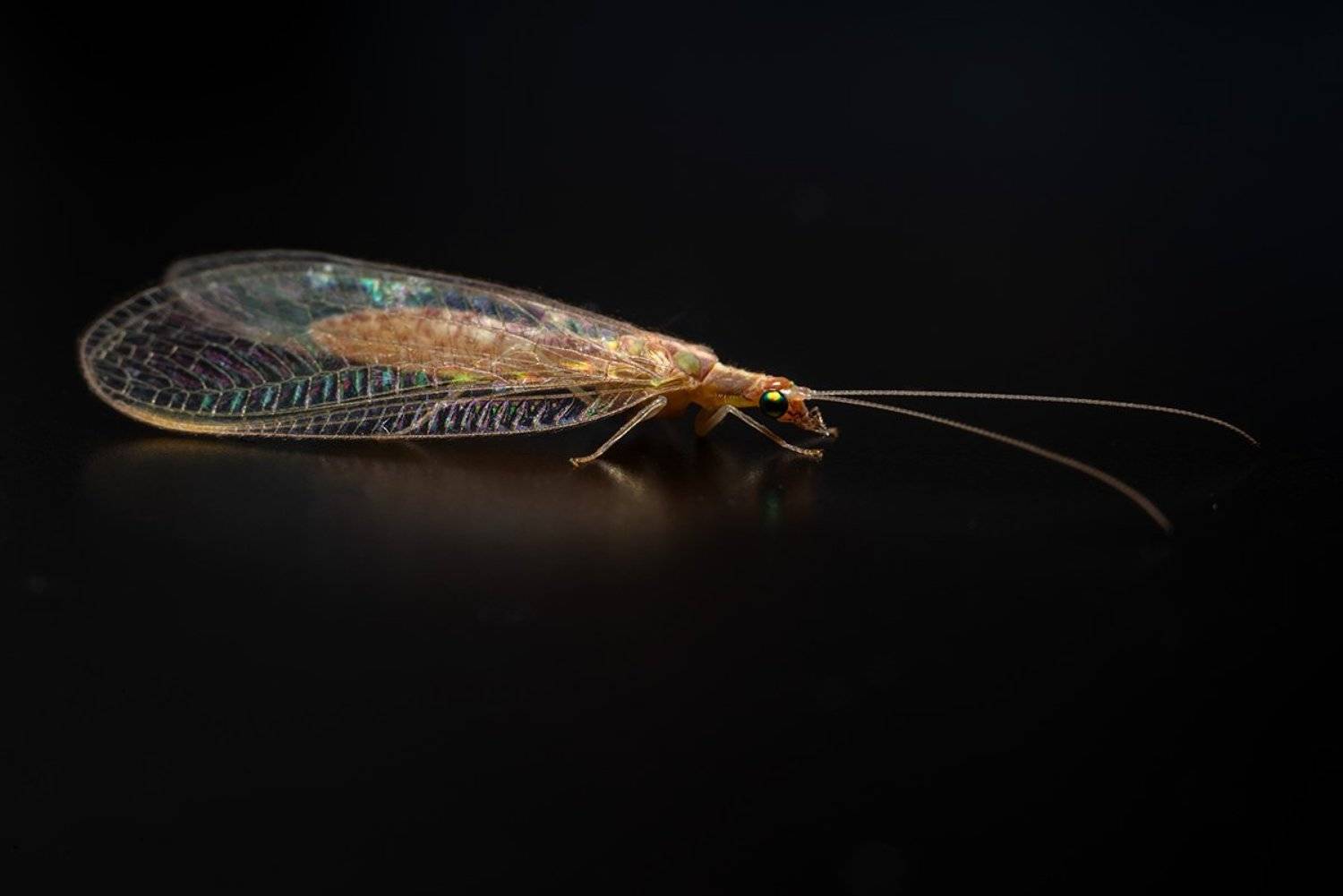 , Александр Земляной