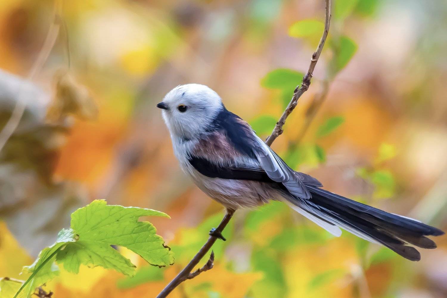 , Krzysztof Kozlowski