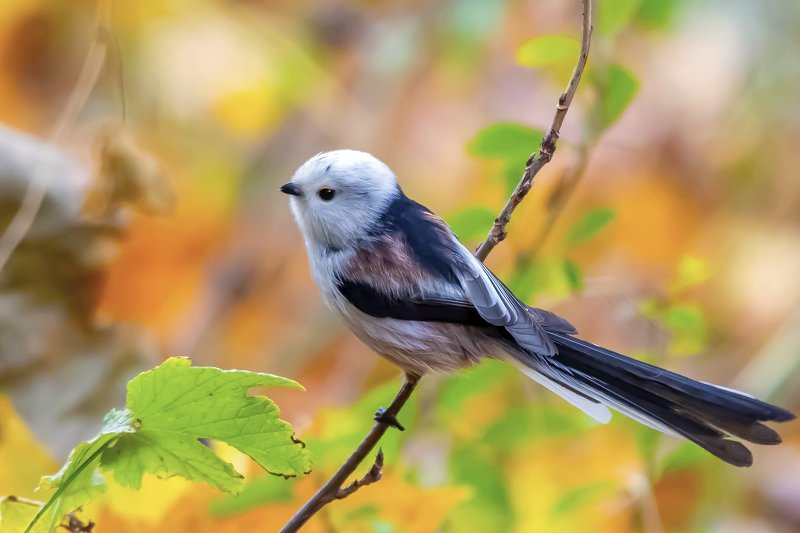 Long Tailed Tit фото превью
