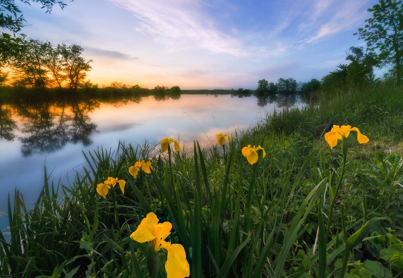 Дикие ирисы фото превью