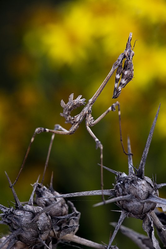 СКАЗКА ДРЕВНЕЙ ГАЛИЛЕИ. фото превью